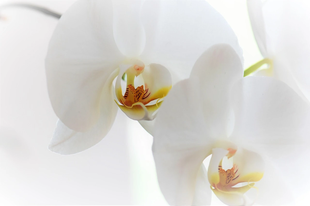 Nahaufnahme einer weißen Orchideenblüte. Die Blüte ist in voller Blüte und zeigt die<br />
feinen Details der Blütenblätter sowie die lebendige Farbe der Staubgefäße